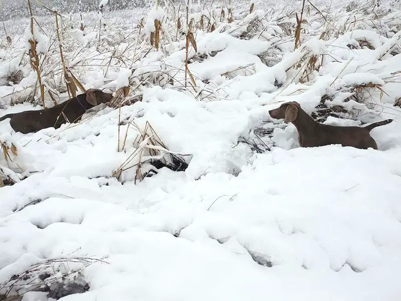 Weimaraneras in the winter hunting
