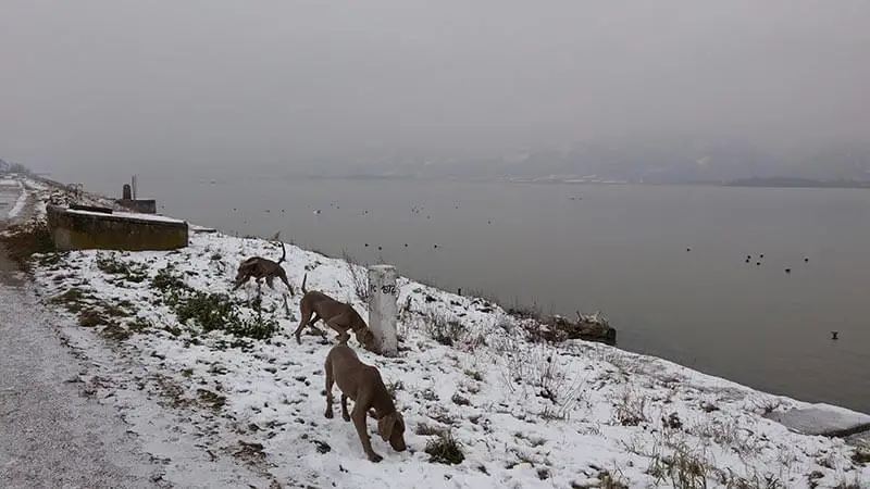 Are Weimaraners good in cold weather