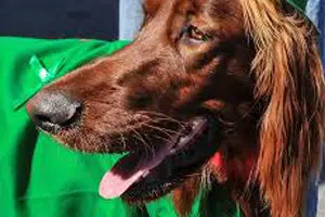 weimaraner breed dog