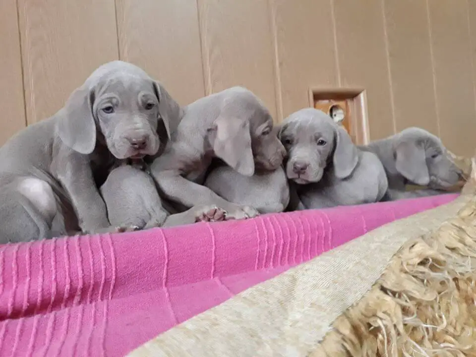 Chasseur D'argent kennel puppies