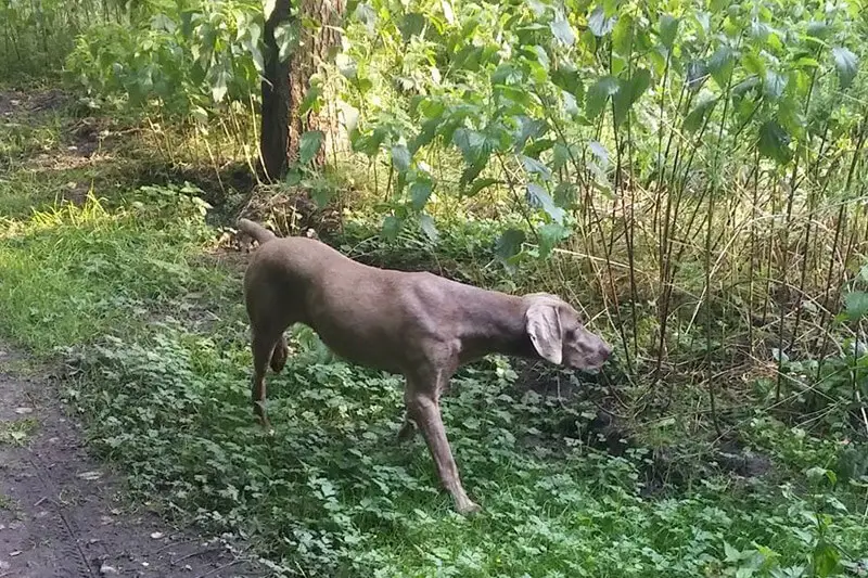 Are Weimaraners hunting dogs?