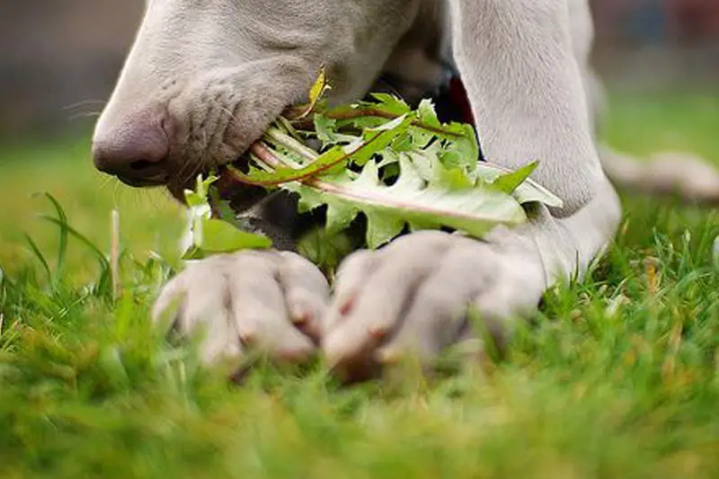 Why are dogs eating grass