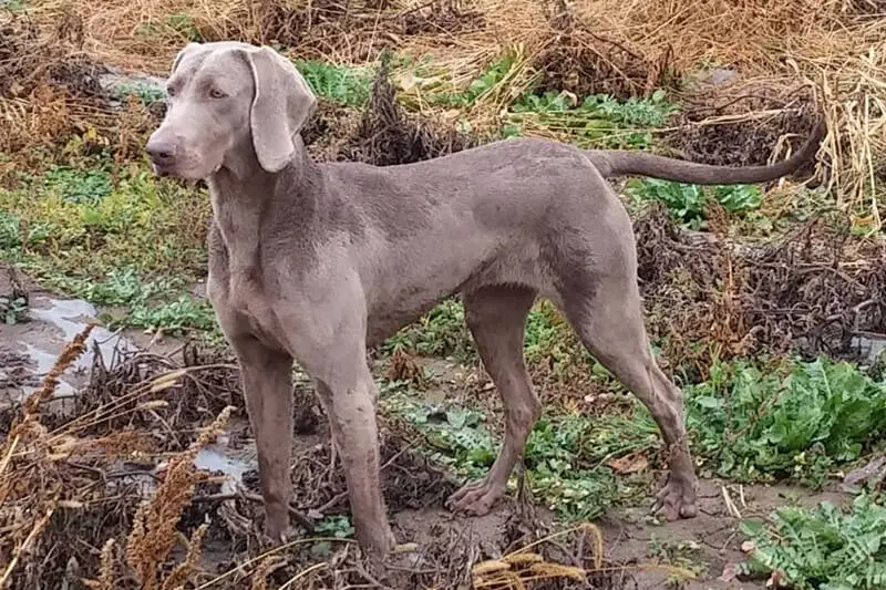 Are Weimaraners hunting dogs?