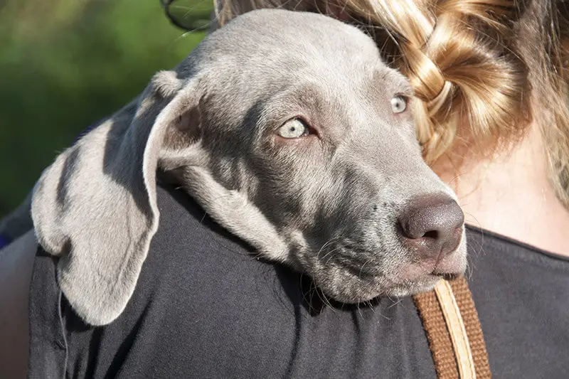 11 things the dog knows about you