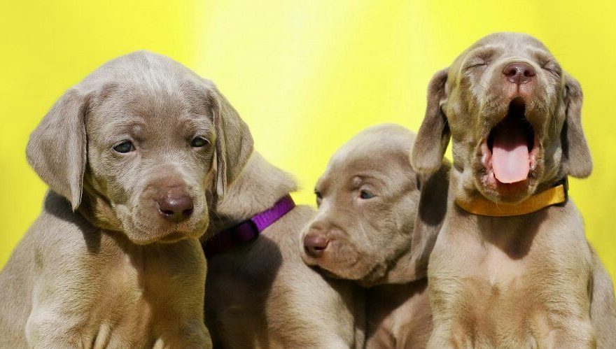 how to buy Weimaraner puppies