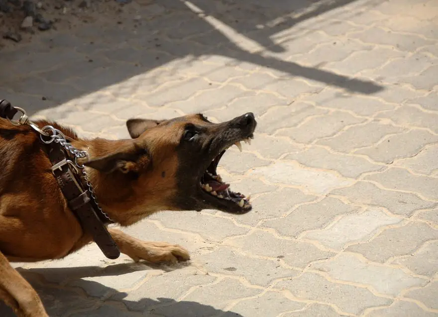 Aggression in dogs and how to prevent it