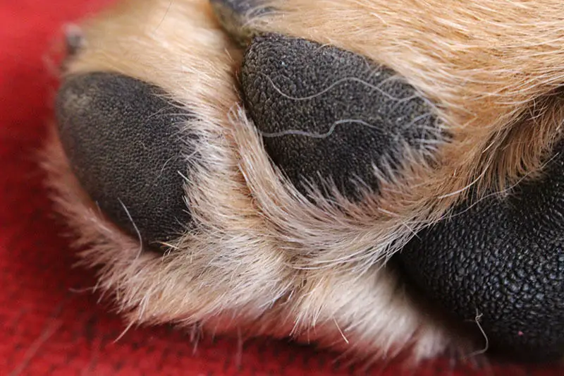 Paw infections in dogs