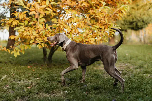 Why are Weimaraners so expensive