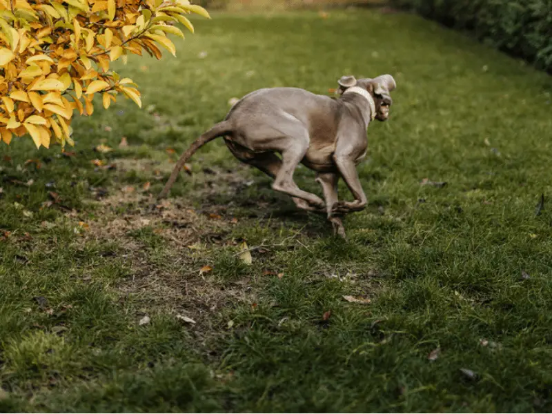 How to Exercise and Keep Your Weimaraner Active