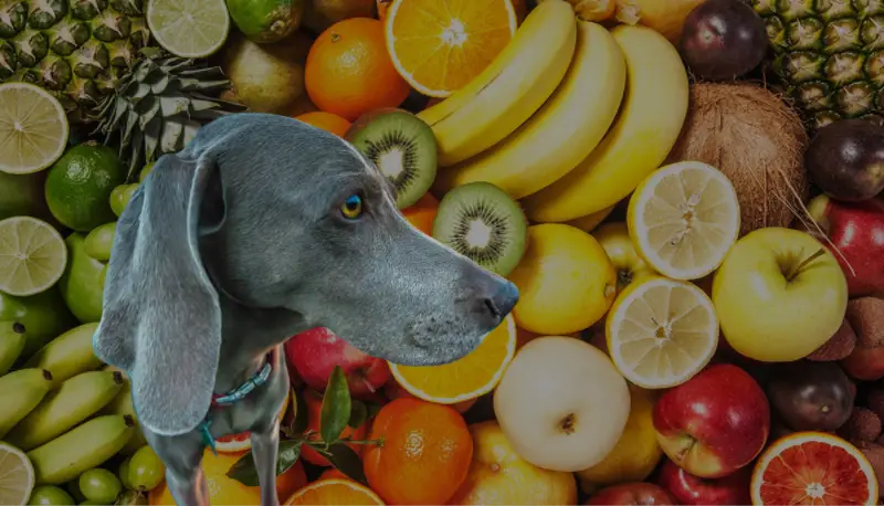 What Fruits Can Weimaraners Eat