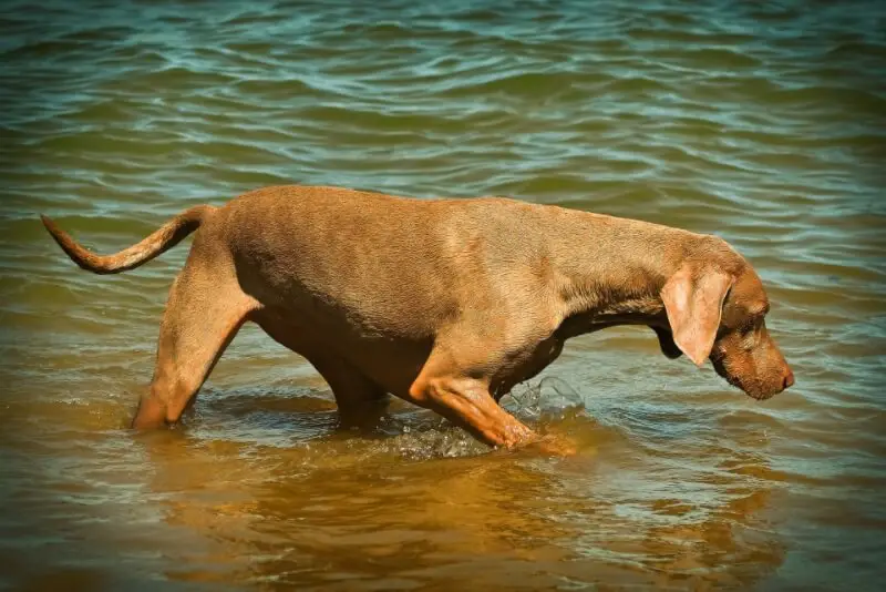 The Benefits of Swimming for Weimaraners